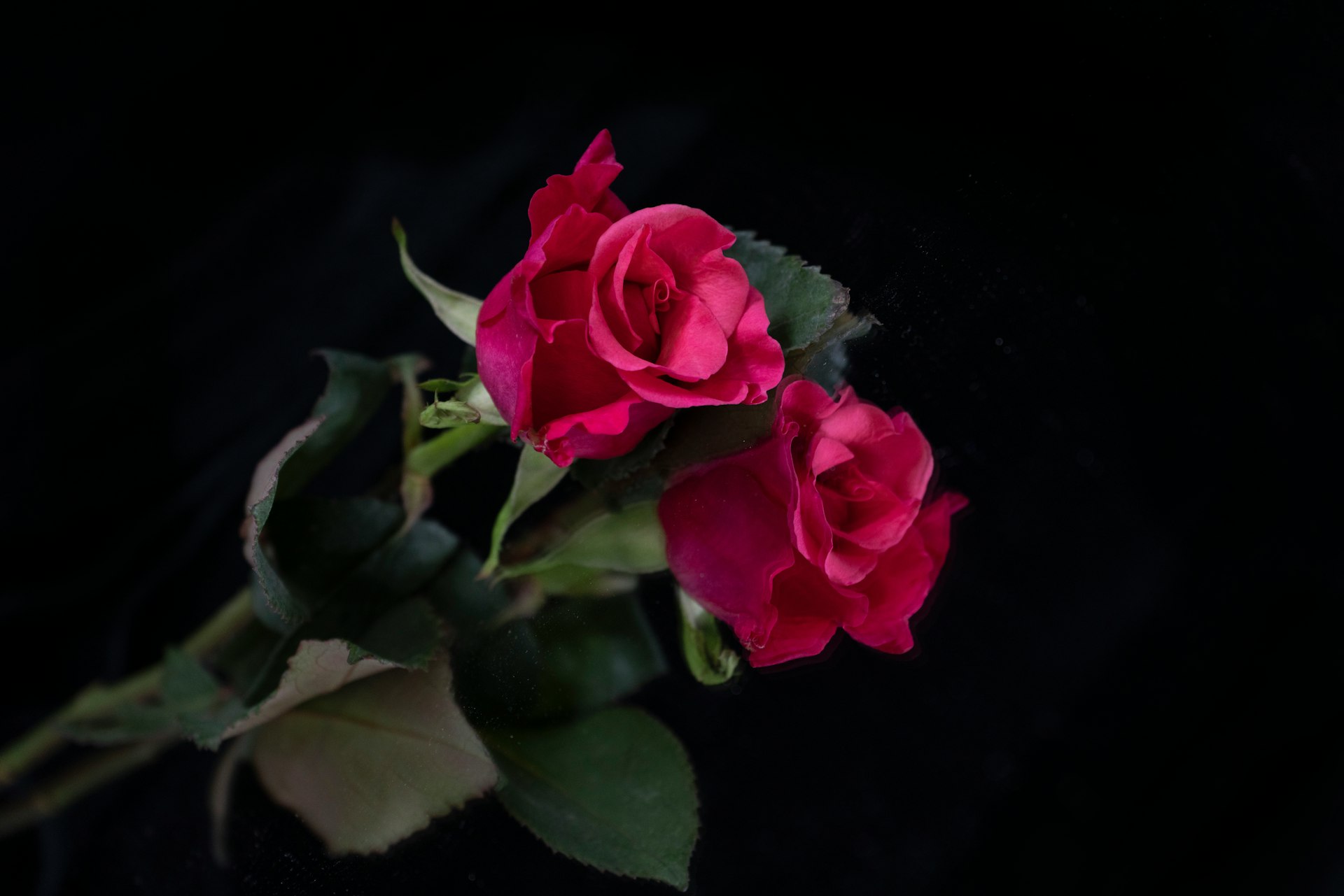 pink rose in bloom close up photo